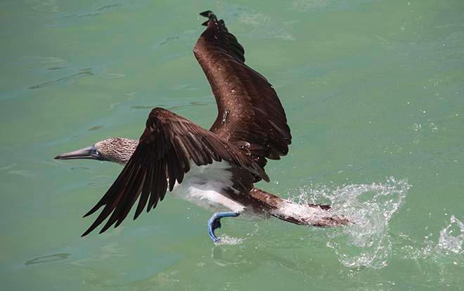 Blue footed Boobie Bird © Annika Fredriksson